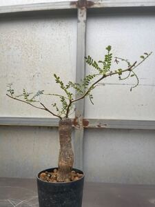 オペルクリカリア・ヒファエノイデス　パワータンク　塊根植物 発根済み