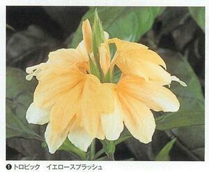 【花の種】クロサンドラ　トロピックイエロースプラッシュ　７粒　クロッサンドラ