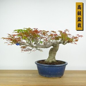 盆栽 紅葉 樹高 約23cm もみじ 高級盆栽 Acer palmatum モミジ カエデ科 落葉樹 観賞用 現品