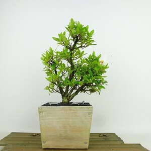 盆栽 皐月 祭の月 樹高 約19cm さつき Rhododendron indicum サツキ ツツジ科 常緑樹 観賞用 小品 現品