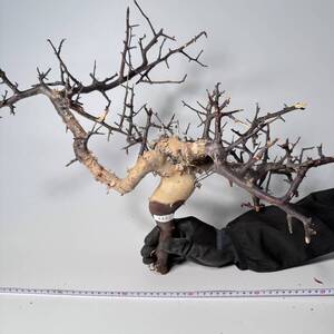 449 Commiphora kataf pure コミフォラ カタフ ピュア　ベアルート株