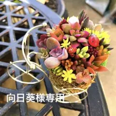 そのまま飾れる多肉植物寄せ植え　自転車　管理書付