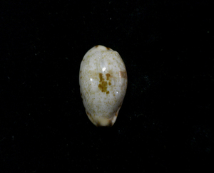 貝の標本 Cypraea gracilis 16mm.