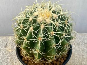 エキノカクタス　狂刺金鯱　Echinocactus grusonii