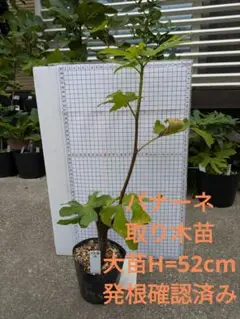 2990 農薬不使用 イチジク 12バナーネ取り木苗