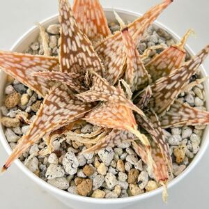 【多肉植物】アロエ・スノーフレーク　Aloe rauhii 