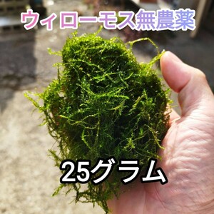 ウィローモス無農薬25g・ネコポス発送