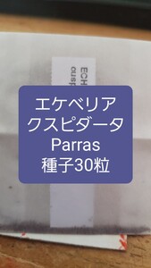 エケベリア　クスピダータ, Parras パラス　種子30粒