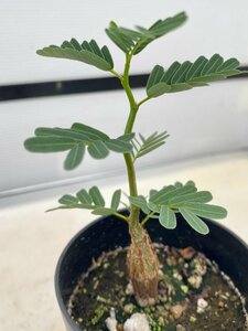 6664 「実生」センナ　メリディオナリス【種から発芽！・発根・Senna meridionalis】