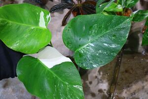 No.020/-TGK-/Monstera deliciosa var, borsigana ‘White Variegated‘/モンステラ ボルシギアナ ホワイト 斑入り