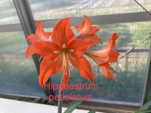 原種　アマリリス・ペティオラタム　Hippeastrum petiolatum