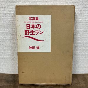 写真集 日本の野生ラン　蘭　写真集　神田淳　野生蘭