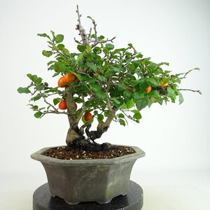 盆栽 老爺柿 初陣 樹高 約27cm ろうやがき Diospyros rhombifolia ロウヤガキ 雌木 実物 カキノキ科 落葉～半落葉樹 観賞用 現品