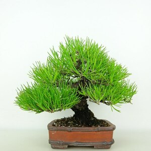 盆栽 松 黒松 樹高 約17cm くろまつ 高級盆栽 Pinus thunbergii クロマツ マツ科 常緑針葉樹 観賞用 小品 現品