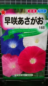 ３袋セット 早咲 あさがお 朝顔 種 郵便は送料無料