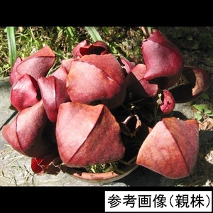 食虫植物　サラセニア 紅兜（Sarracenia Benikabuto）(S.purpurea ssp.venosa var.burkii.チビクロ系×(flava×psittacina))