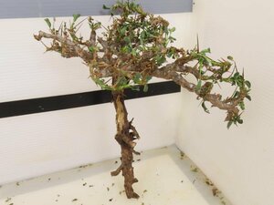 4194 「多肉植物」サルコカウロン バンデリエティアエ 抜き苗 【最新到着・美株・Sarcocaulon vanderietiae】