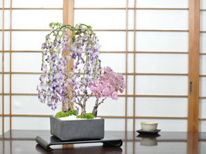 【開花終了】盆栽 桜 藤 藤と桜の寄植え 信楽焼 瓦鉢正角 旭山桜 一才桜 花芽 ミニ盆栽 おうちで花見 花見 お祝い プレゼント 盆栽妙