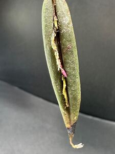 Lepanthes macronata 原種ミニチュアランパルダリウム　クール　南米　エクアドル熱帯植物　