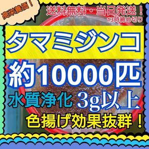 【送料無料】タマミジンコ ３ ｇ+α約１００００匹 メダカ 金魚 熱帯魚などの活き餌に！【当日13時までのご入金確認で当日発送有り】