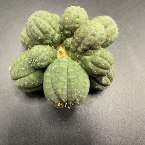 XX229 特選 Euphorbia obesa 綴化・子吹　多頭 ユーフォルビア オベサ 厳選株