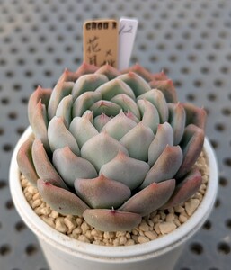 12.花月夜×桃太郎 実生苗 エケベリア 国産 多肉 Echeveria