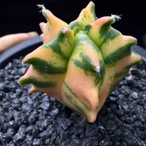 6Kタイ輸入株 アストロフィツム 角鸞鳳玉錦 Astrophytum myriostigma錦 極上斑入 モンスト 超希少株 限定株