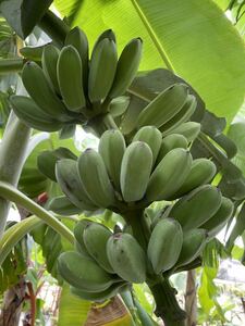 送料無料 カクガタ バナナ苗 調理生食兼用種 バナナ 熱帯果樹 果樹苗