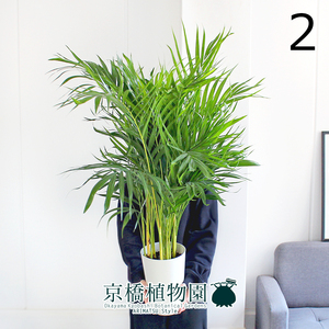 【現品】スーパーアレカ 7号 白プラスチック鉢（2）Dypsis lutescens