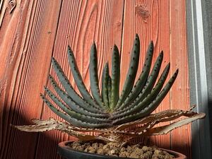 9.アロエ コンプレッサ シストフィラ　Aloe compressa var.schistophila 実生