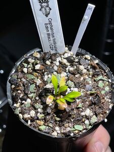 [cephMania] M Cephalotus follicularis Eden Black CZP セファロタスフォリキュラリス エデンブラック CZplants 2号深 食虫植物