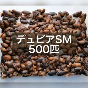 デュビア SMサイズ 2～3cm 500匹＋死着保証10% 送料無料