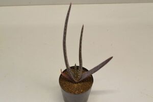 アロエ　ラパナリヴォイ　ALOE rapanarivoi