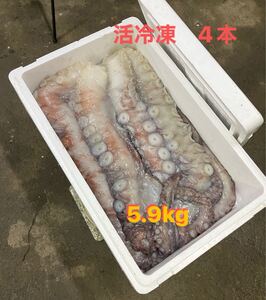 ★北海道産★釧路揚★約6kg足4本活冷凍ミズダコ 訳無し 船からそのまま仕入れ 高級料亭 タコしゃぶ タコ刺し豊洲行 大ダコ 業務用　築地