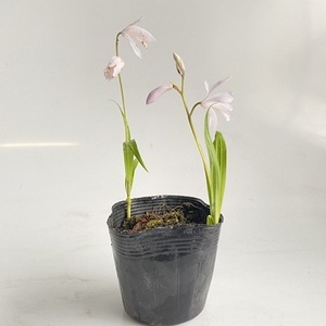 シロバナシラン / 10.5cmポット （30本セット）（送料無料） 白花 苗 植木 苗木 グランドカバー