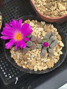 種子30粒　フリチア　プルケラ　Frithia pulchra