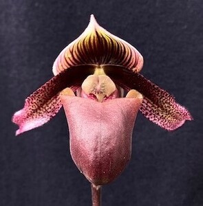 洋蘭 原種 地生蘭 野生蘭 パフィオ Paph.superbiens 