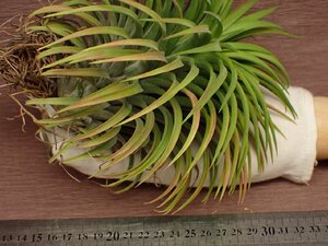 Tillandsia ionantha Giant Form チランジア・イオナンタ ジャイアントフォーム 802★エアプランツKK