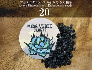 アガベ ユタエンシス カイバベンシス 種子 20粒+α Agave Utahensis ssp. Kaibabensis 20 seeds+α 種