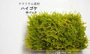 ハイゴケ（中パック）　　パルダリウム、ビバリウム、苔テラリウム、苔玉、盆栽、お庭等