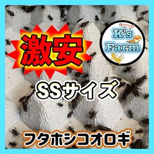 SSサイズ 300匹 (死着保証 込み)[ 3mm〜6mm ]フタホシコオロギ　コンパクトBOX