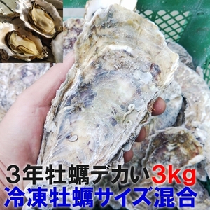 デカい牡蠣 殻付き 牡蠣 ３年牡蠣 ３ｋｇ 冷凍便 送料無料！３キロ 宮城県産 殻付き牡蠣 殻付き 殻付 カキ 加熱用 松島牡蠣屋 牡蛎 ＢＢＱ