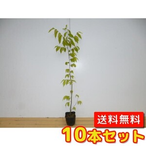 ケヤキ 樹高0.8m前後 10.5cmポット （10本セット）（送料無料） 苗 植木 苗木