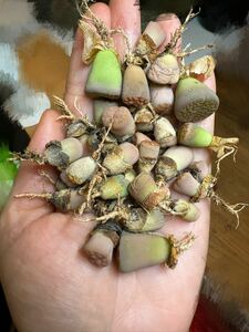 多肉植物　メセン リトープス カラフル　大小色合わせ　匿名配送　盛りだくさんお得