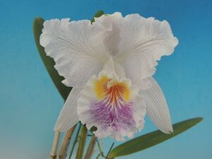 T♪洋蘭　　Cattleya lueddemanniana f.coerulea 