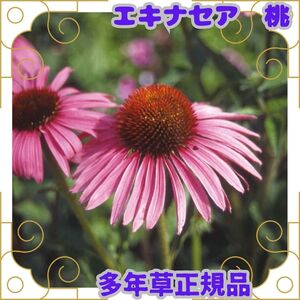 種 エキナセア 桃 8粒 即決 多年草 花 ハーブ 切花 種子 たね タネ 開花期が長い ドライフラワー 宿根草 簡単 丈夫 春まき 秋まき