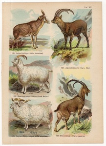 1900年 ドイツ 多色石版画 サイガ アイベックス カシミアヤギ アンゴラヤギ パサン 博物画
