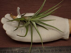 Tillandsia xiphioides チランジア・クシフィオイデス 470★エアプランツDF