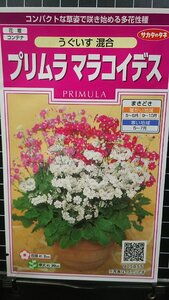 ３袋セット プリムラ マラコイデス うぐいす 桜草 種 郵便は送料無料