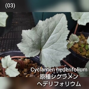 ◆種子15粒◆ 原種シクラメン ヘデリフォリウム【cyclamen hederifolium】/検索用→シルバーライサンダー由来(03)